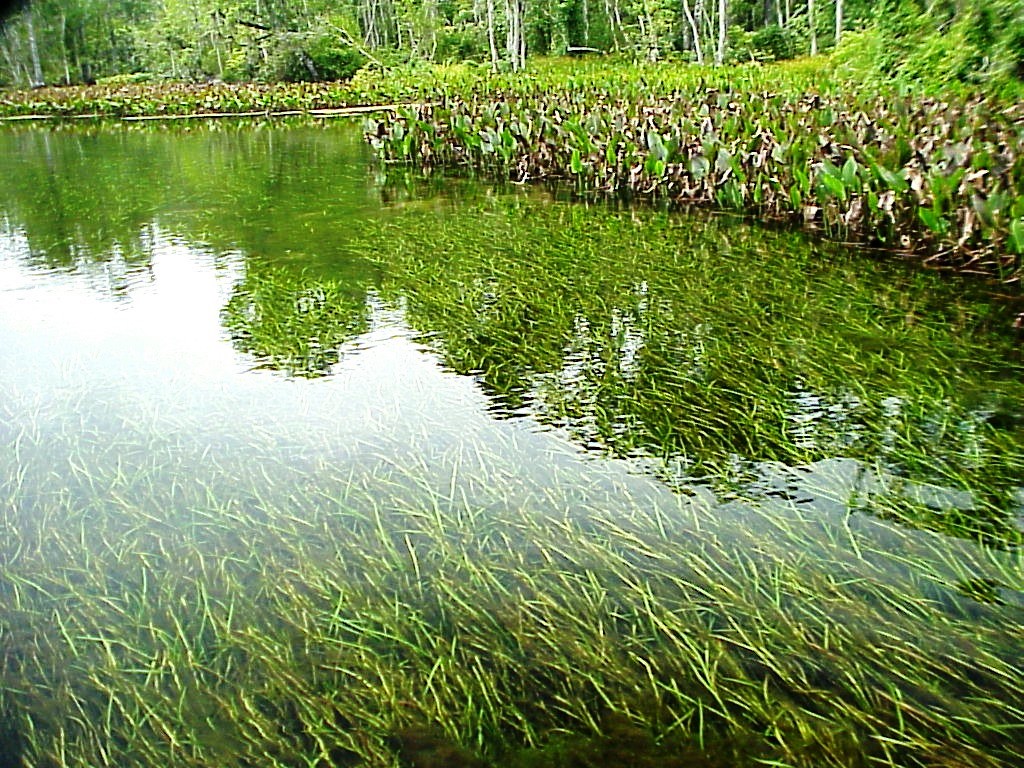 Managing Aquatic Plants in Farm Ponds UF/IFAS Extension Calhoun County