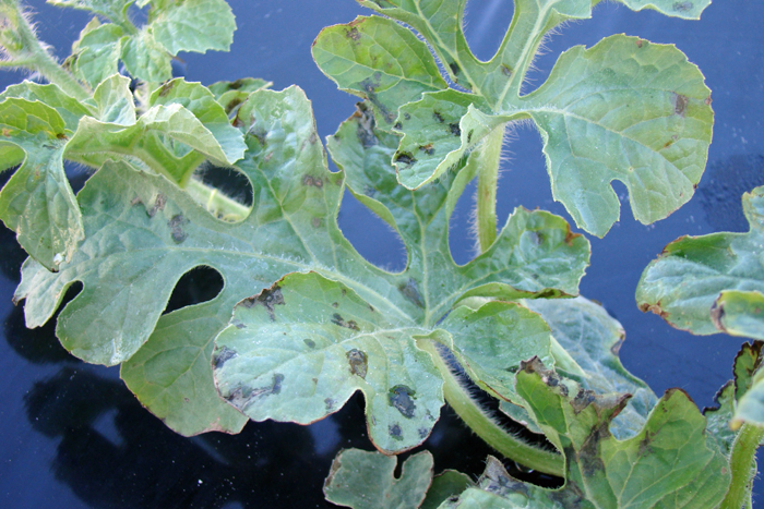 Fig. 3. Water soaking on infected leaves
