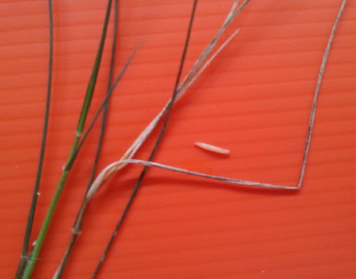 Bermudagrass Stem Maggot identified in Holmes County Bermudagrass hay field. Photo Credit: Liza Garcia-Jimenez