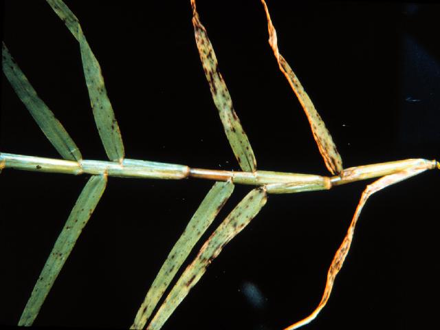 Helminthosporium is commonly associated with Potassium deficiency.  Photo Credit: Helminthosporium Leaf Spot SS-PLP-9