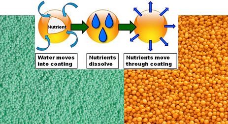 Fig. 1. Example of a coated fertilizer (left) and fertilizer coated with a urease and nitrification inhibitor, right. Coated fertilizer illustration courtesy of IPNI: http://www.ipni.net/