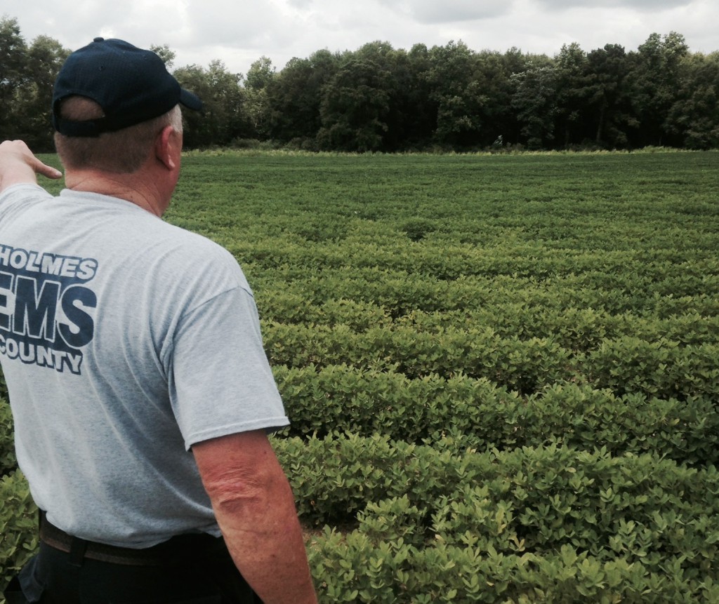 Yellowing of Peanuts - Manganese Deficiency (photo by Shep Eubanks)