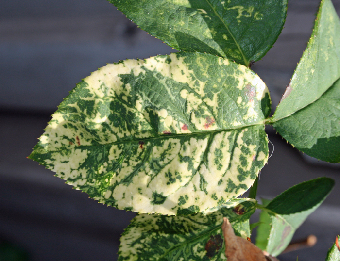 Fig. 4: Blotches on the leaves caused by Rose mosaic disease.