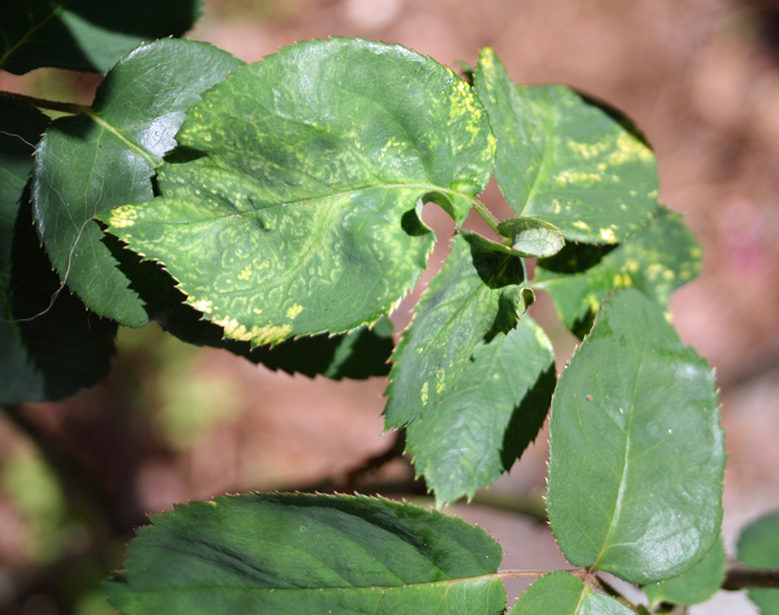 Fig. 5: Mottling and distortion of the leaves caused by Rose mosaic disease.