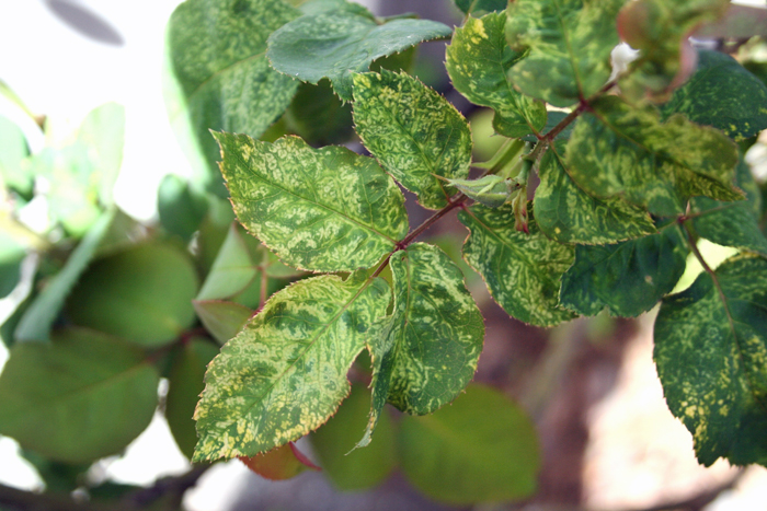 Fig. 1: Chlorotic line patterns on the leaves caused by Rose mosaic disease.