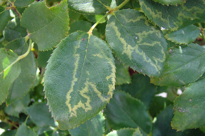 Fig. 2. Bleached appearance of leaves caused by Rose mosaic disease.