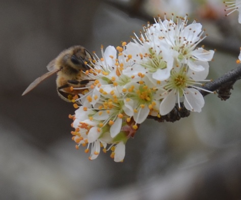 Health honeybee hives will be working the Spring 2015 bloom in a few short months.