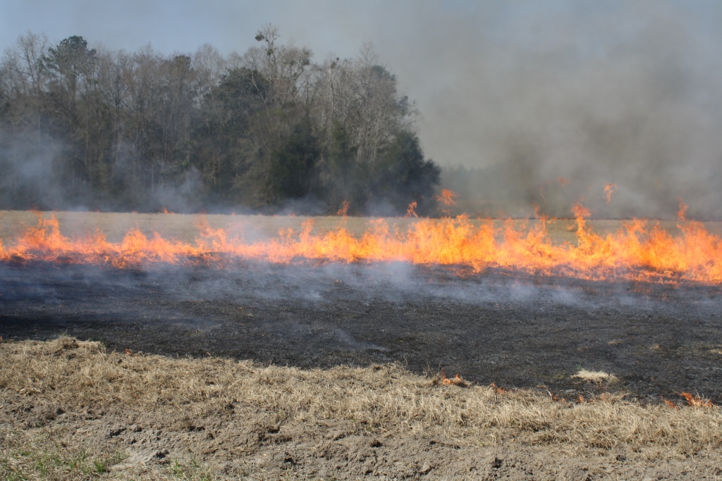 Controlled burn of a Bermudagrass Hayfield
