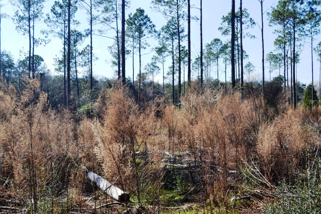 Dealing with understory to establish grass in pines