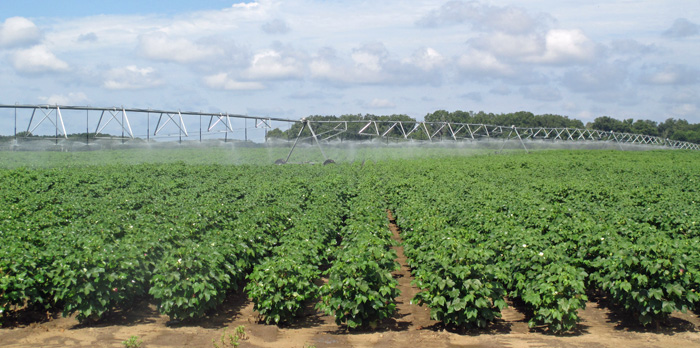 Irrigated Cotton at NFREC