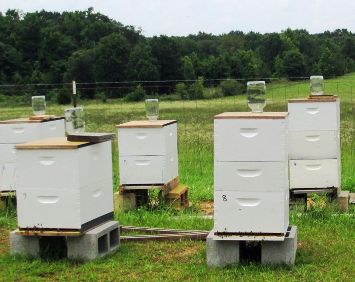 According to USDA 2014 was a good year for US beekeepers with both record high prices and also an increase in total production.  Photo credit: Doug Mayo