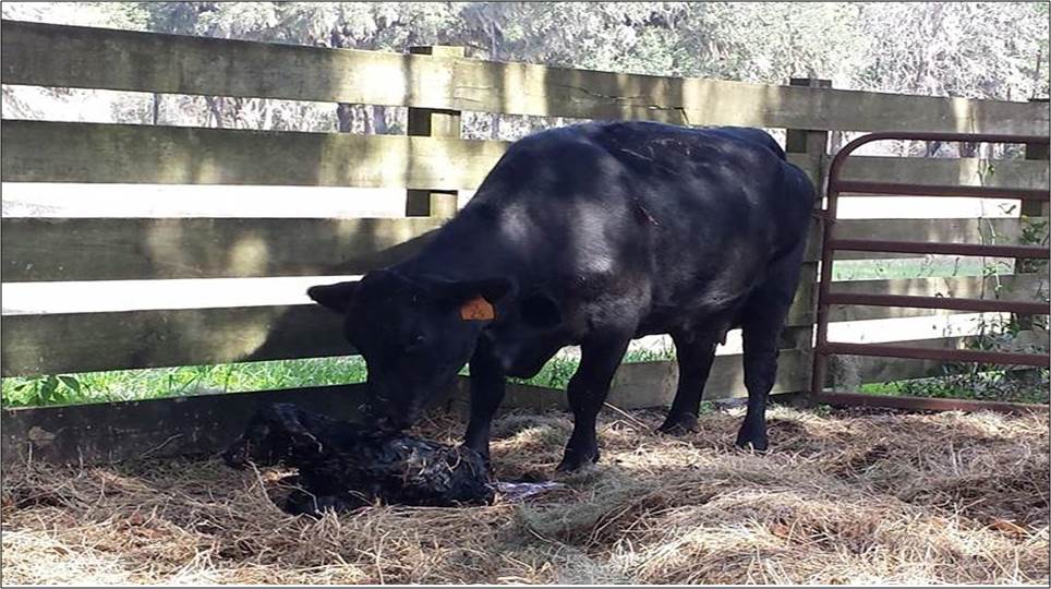 Colostrum consumption is a key factor in the long-term health of newborn calves. This calf needs to get up and nurse several times within the first four hours after birth to ensure adequate consumption.  (Alachua, Florida)