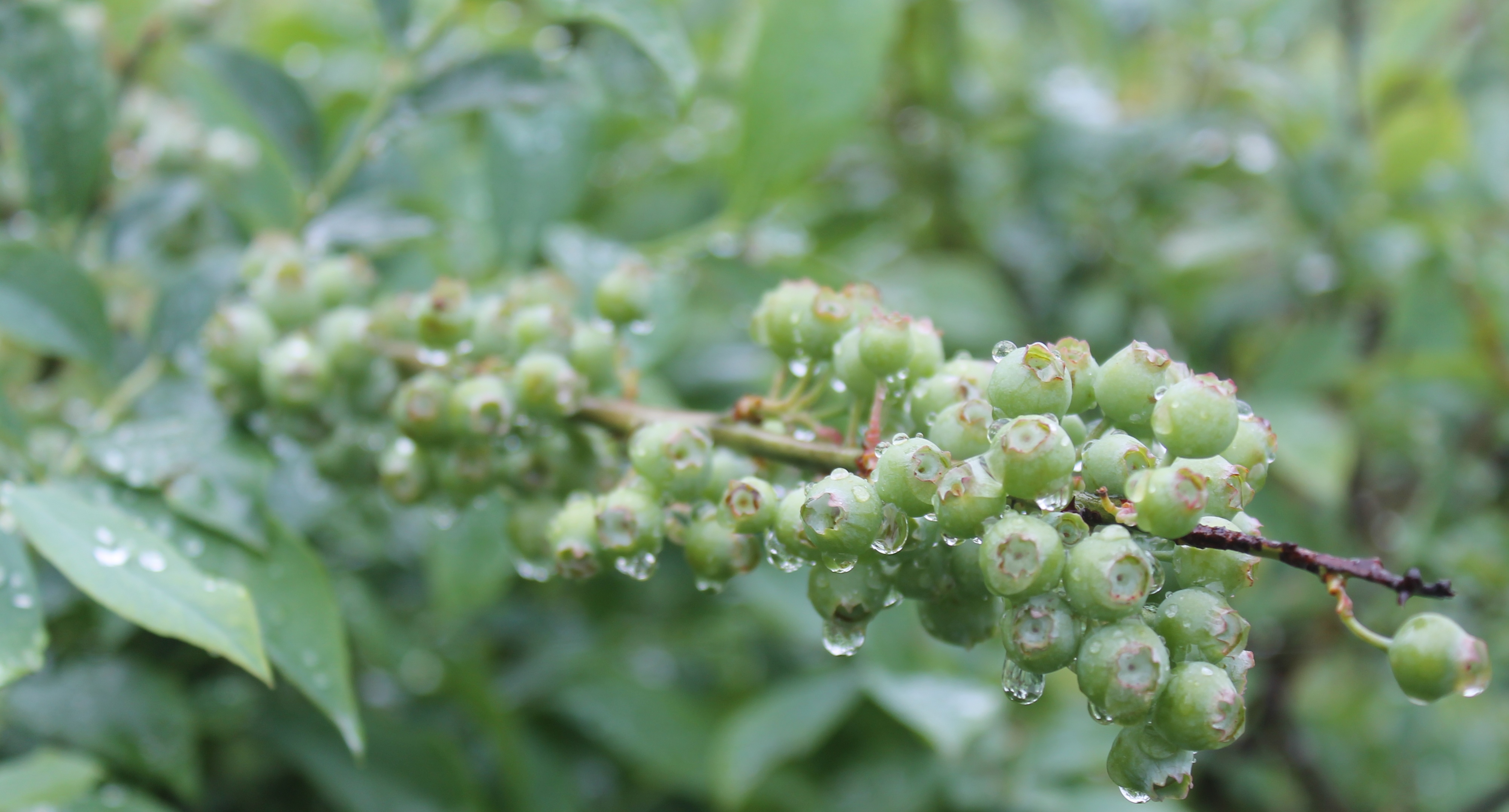  Unripe Blueberries - Image Credit Matthew Orwat