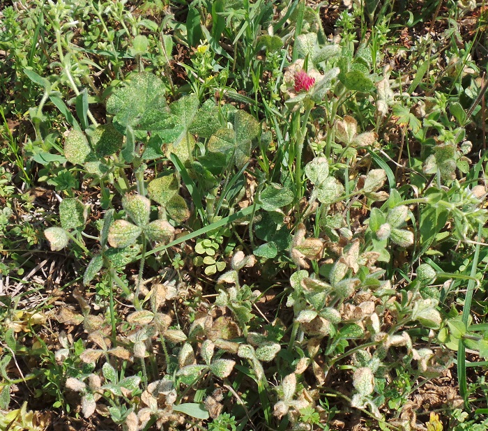 Legume mite damage in crimson clover field.  