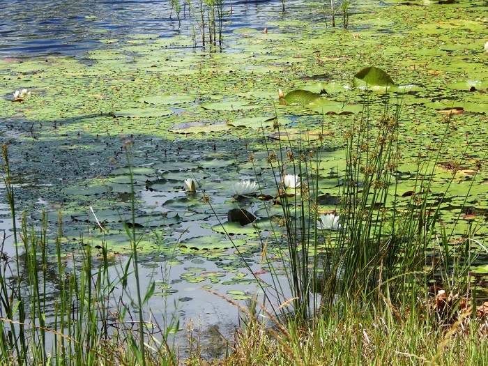 As water temperatures increase aquatic weed growth increases. Be sure to monitor ponds closely and control weeds before the problem gets too large. Photo Credit: Mark Mauldin