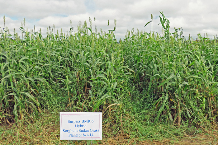 BMR Sorghum x Sudangrass planted August 1 and photographed October 3, 2014 at the NFREC Beef and Forage Field Day.  Photo credit:  Doug Mayo