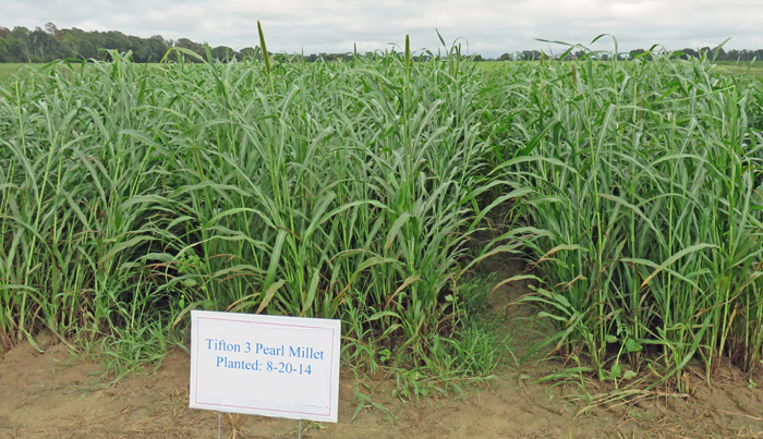 Tifleaf millet planted in August and photographed in October. 3, 2014 at the NFREC Beef and Forage Field Day.  Photo Credit:  Doug Mayo