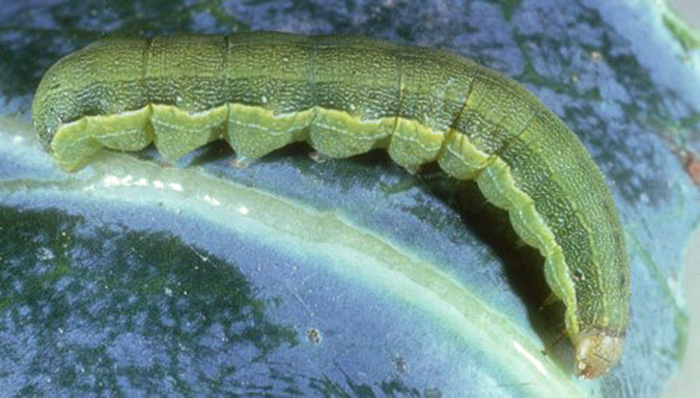 Larva of a beet armyworm, Spodoptera exigua (Hubner).  Photograph by John Capinera, University of Florida.