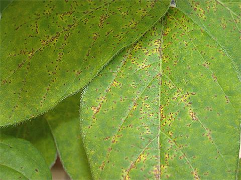  Brown-red lesions caused by Phakopsora pachyrhizi on the upper soybean leaf surface. (Photo courtesy of U. S. Department of Agriculture