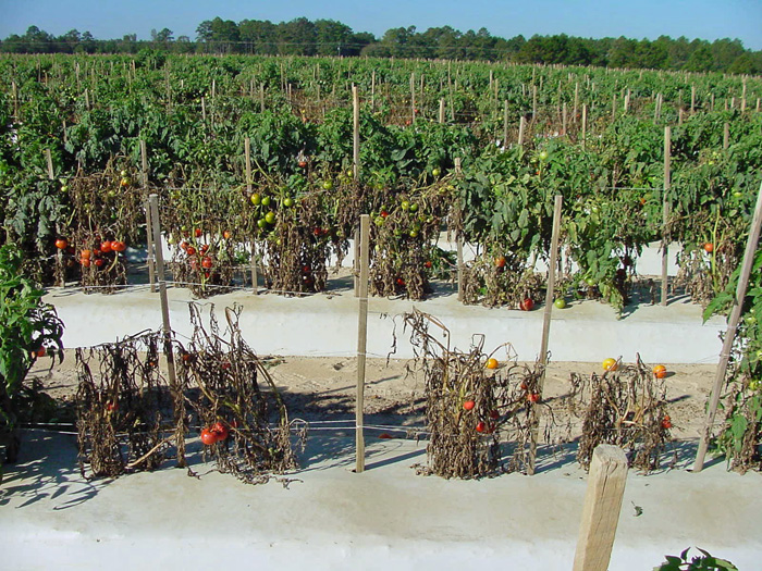 Fig. 1: A tomato field in Florida with severe incidence of bacterial wilt. Photo credit: Mathews Paret