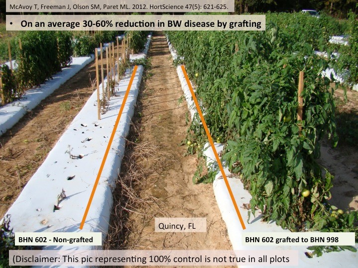 Fig. 2: Demonstration of the use of grafting as a successful tool for bacterial wilt management