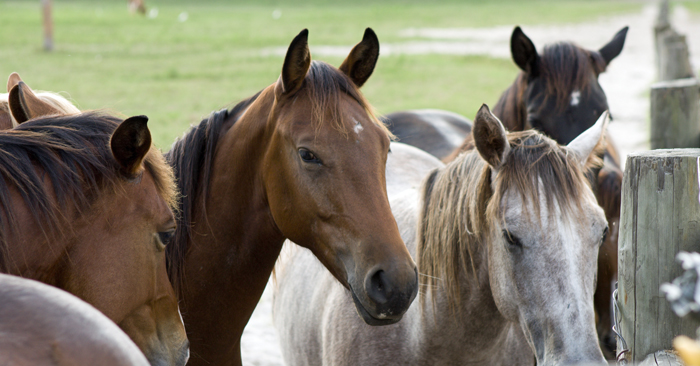 http://extadmin.ifas.ufl.edu/nwdistrictmedia/phag/2015/09/horse-group-shot.jpg