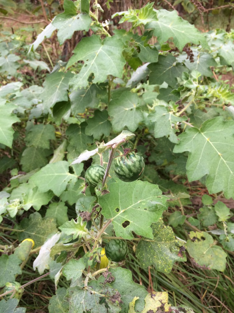Photo 1. Tropical soda Apple Immature Fruit Photo Credit: Shep Eubanks