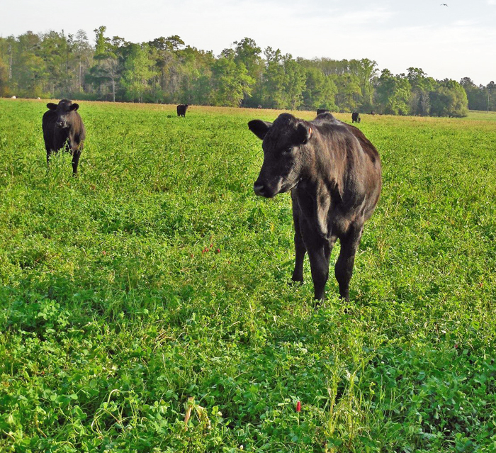 Cattle grazing a mixed cool-season forage pasture that includes cereal rye and crimson clover. Photo credit: Cheryl Mackowiak