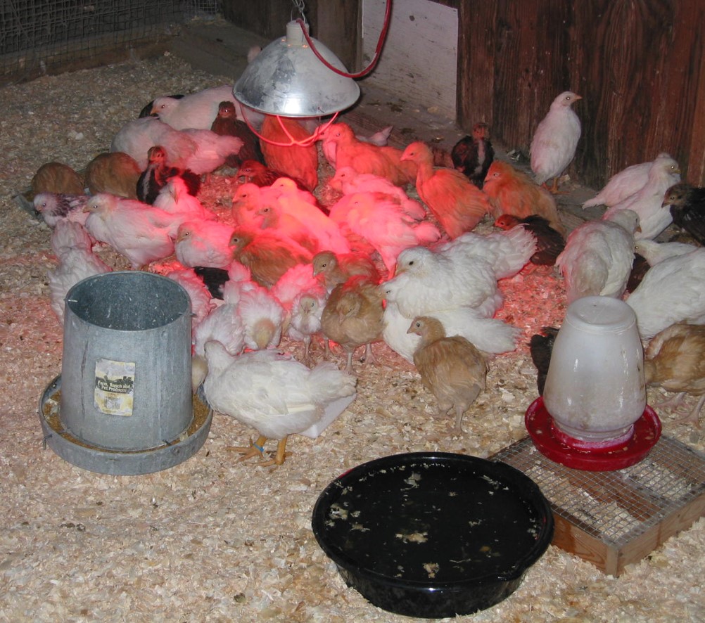 Proper housing, water source, feeder, and heat lamp. Photo Cred- Doug Akers, Escambia County. 