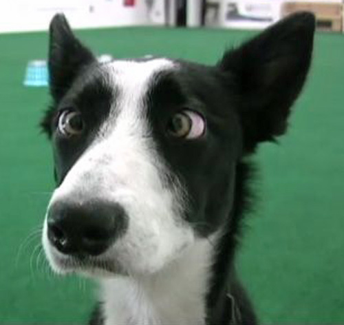 friday-funny-the-cross-eyed-cow-dog-uf-ifas-extension-jackson-county