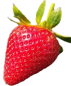 Anderson Strawberry