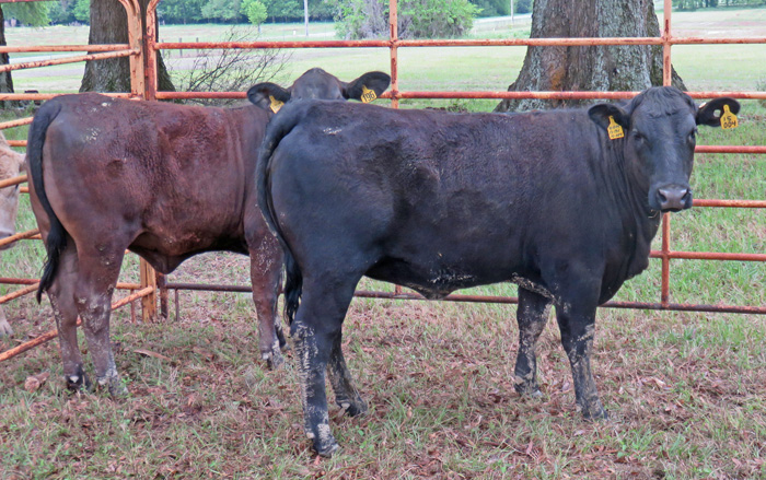 Cliff Lamb discussed the performance of these two replacement heifers. The one on the right was heavier, longer, wider and in better condition. He asked which one would you keep? Photo credit: Doug Mayo