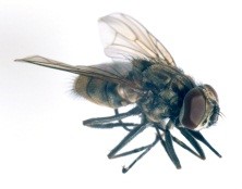 Figure 1 Adult Horn Fly. Credit J.F. Butler, University of Florida