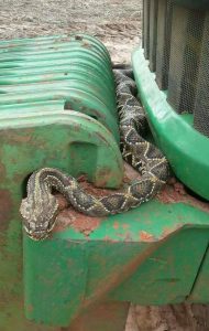 Trator with a Serious Rattle