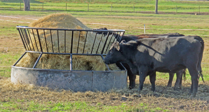 Hay is the most expensive feed for livestock because of the shear volume needed when pastures are dormant. Photo credit: Doug Mayo