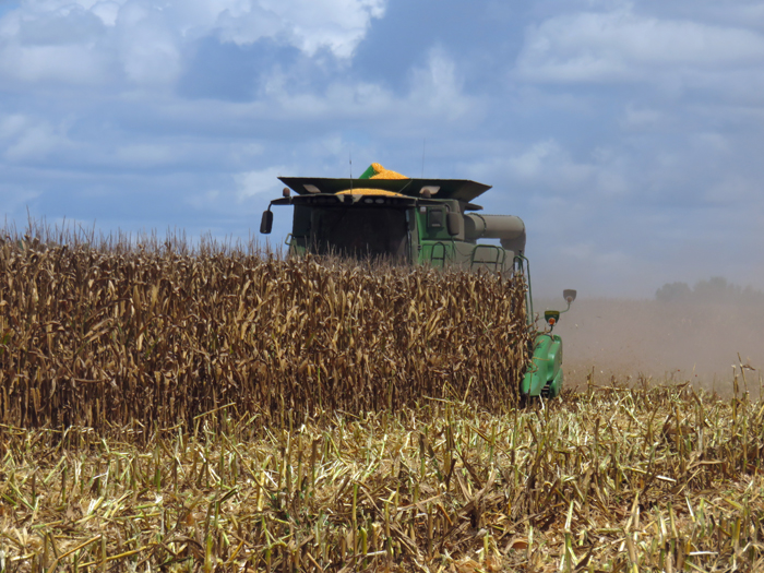 corn fields harvest