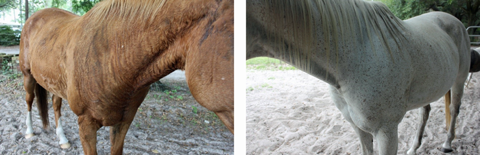While one horse is sweating profusely, the pasturemate is almost totally dry. Photo credit: Rebecca TenBroeck