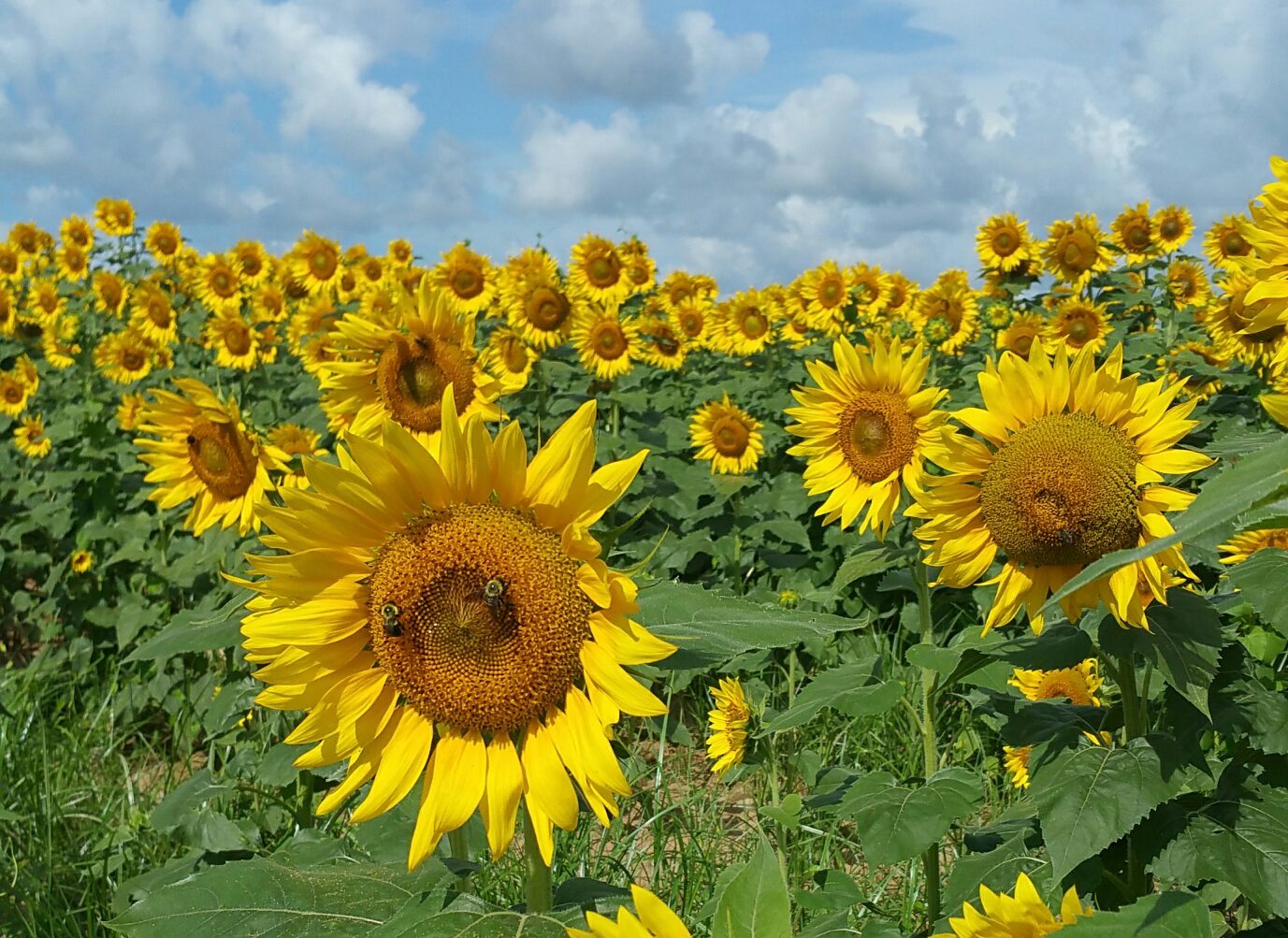 sunflower