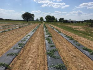 Plastic mulch-bed systems utilize the linear bed foot method. (PC:Blake Thaxton)