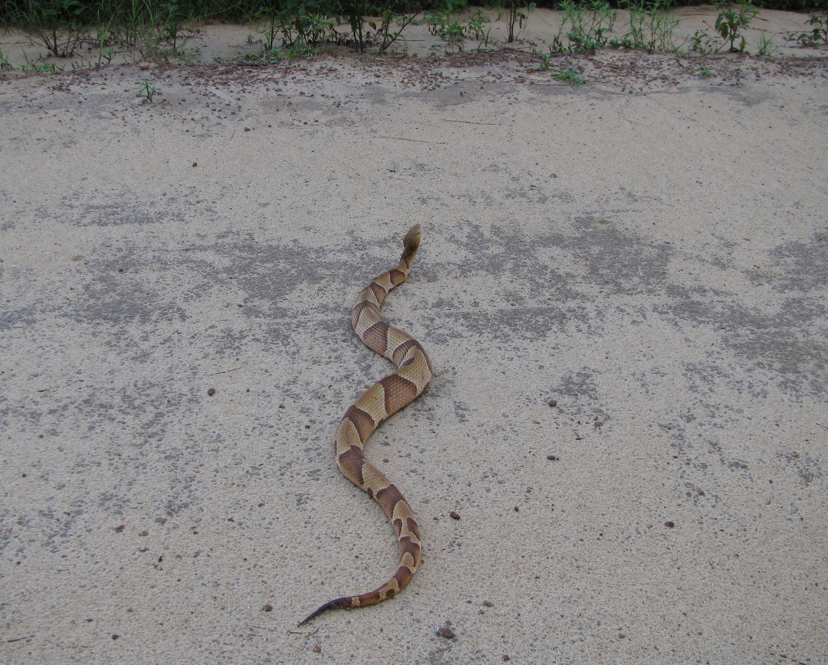 Photo 1. Large Southern Copperhead in Gadsden County – Photo by Shep Eubanks UF/IFAS