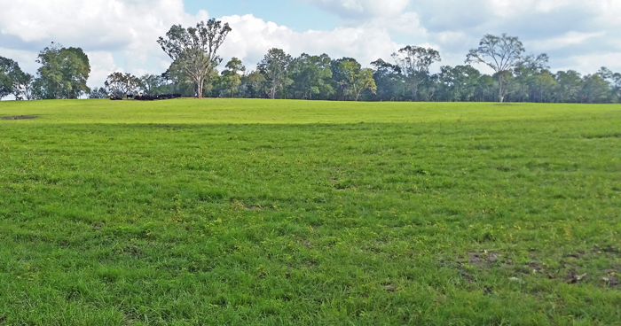 Having Bahia grass ready to graze in 2017 depends on what you do in 2016.