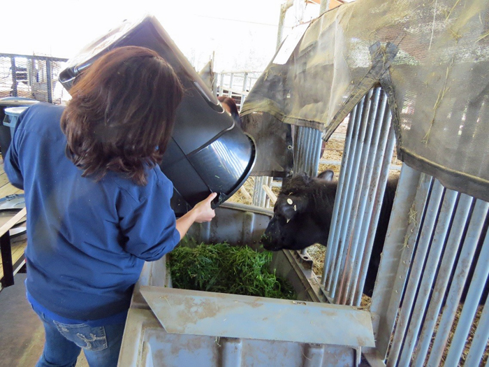 Figure 2. Hand feeding grenchopped winter annuals in the Feed Efficiency Facility at NFREC Beef Unit.
