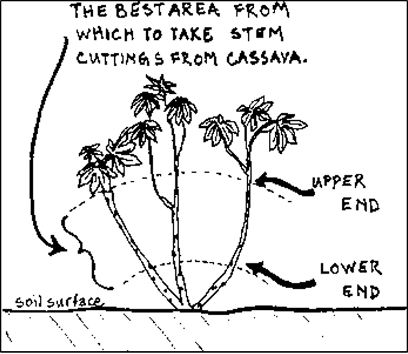 Cassava cutting selection.