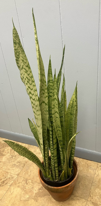 Snake plant/mother-in-law's tounge Photo