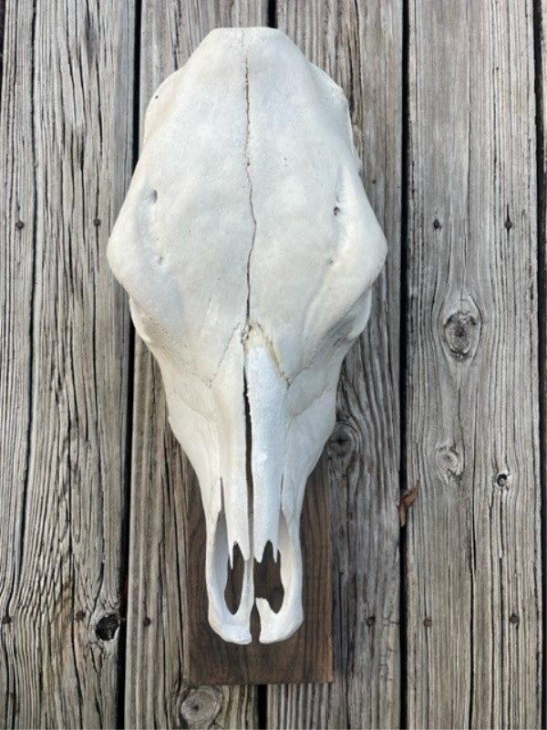 Mounted Cow Skull Photo