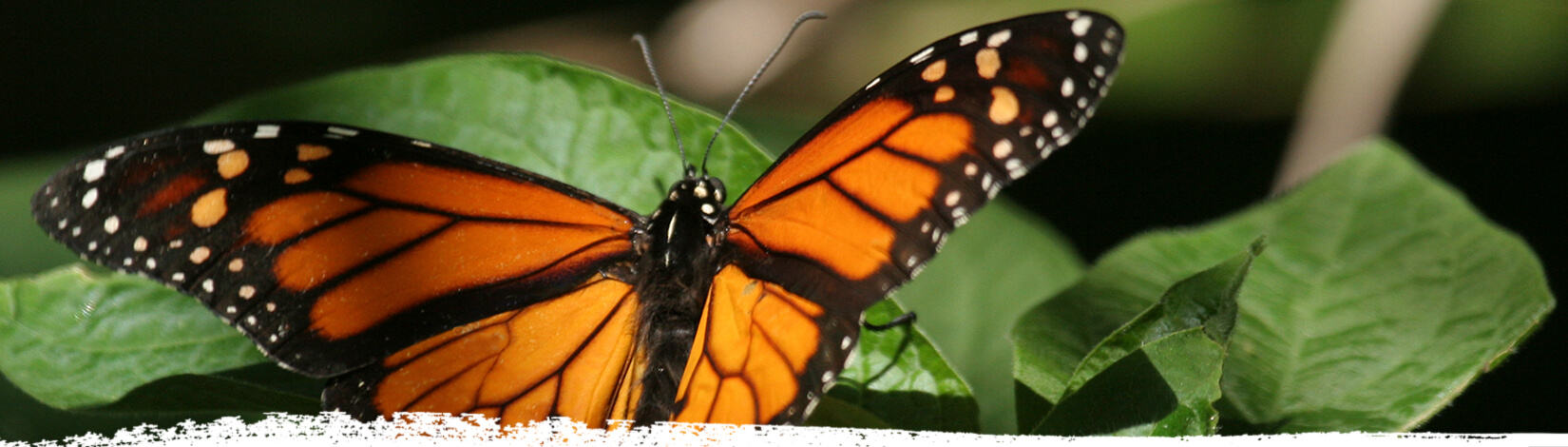 monarch butterfly close up