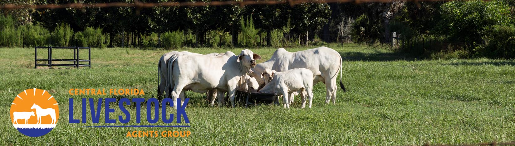 Cattle in Field Header 31