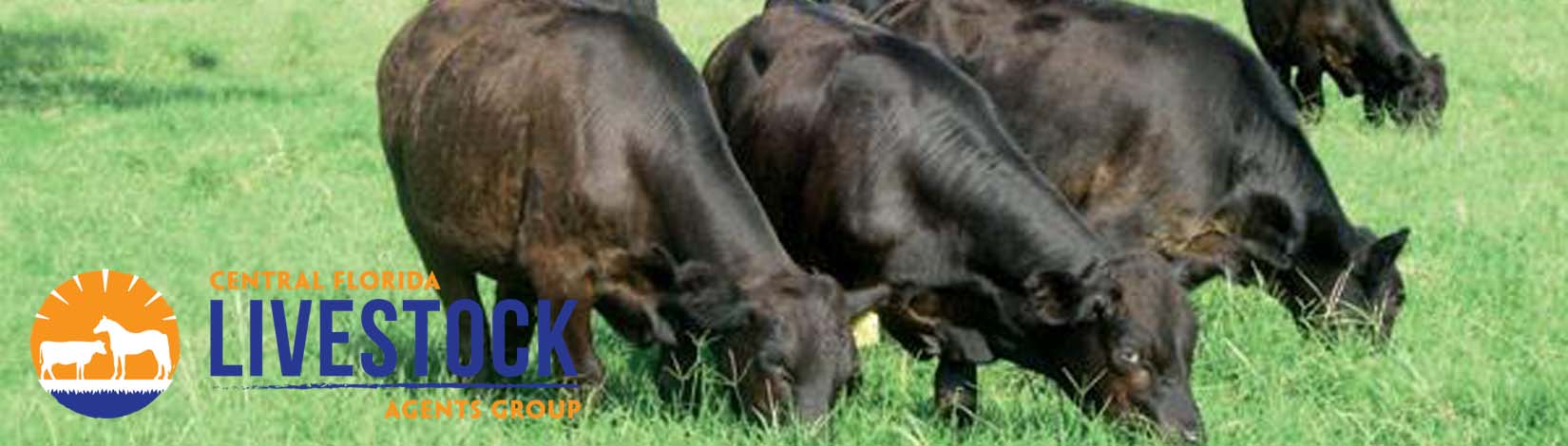 Cattle Header 6