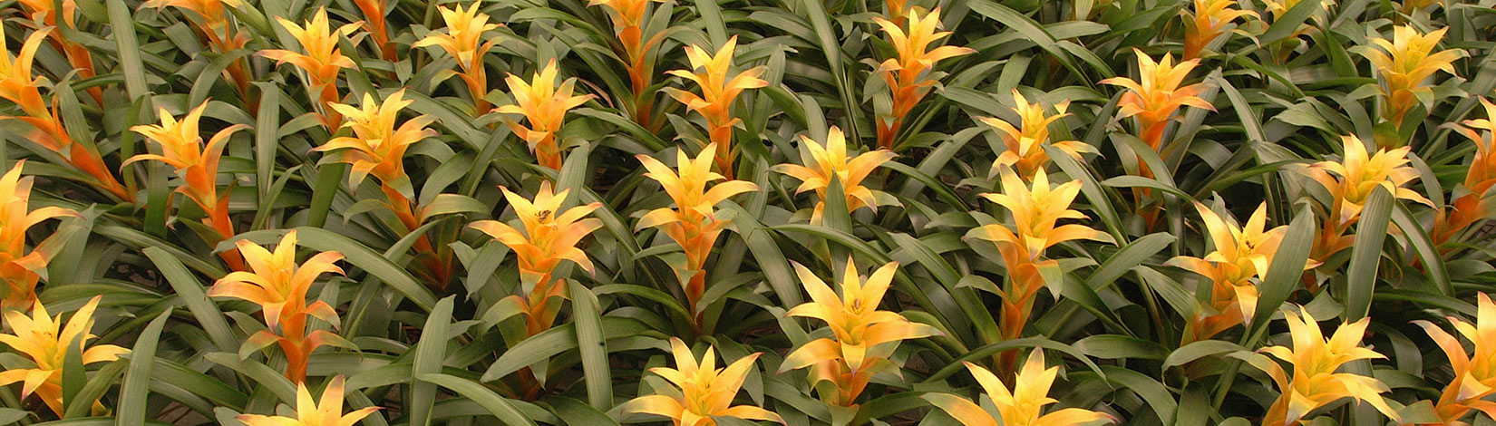 Many yellow-tipped bromeliad plants 