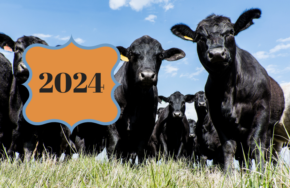 black cattle in field with orange & blue label notating the year 2024